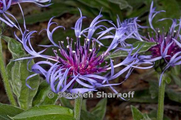 centaurea montana 4 graphic